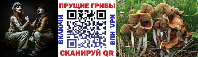 Галлюциногенные грибы GOLDEN TEACHER  купить наркоту  Гудермес 